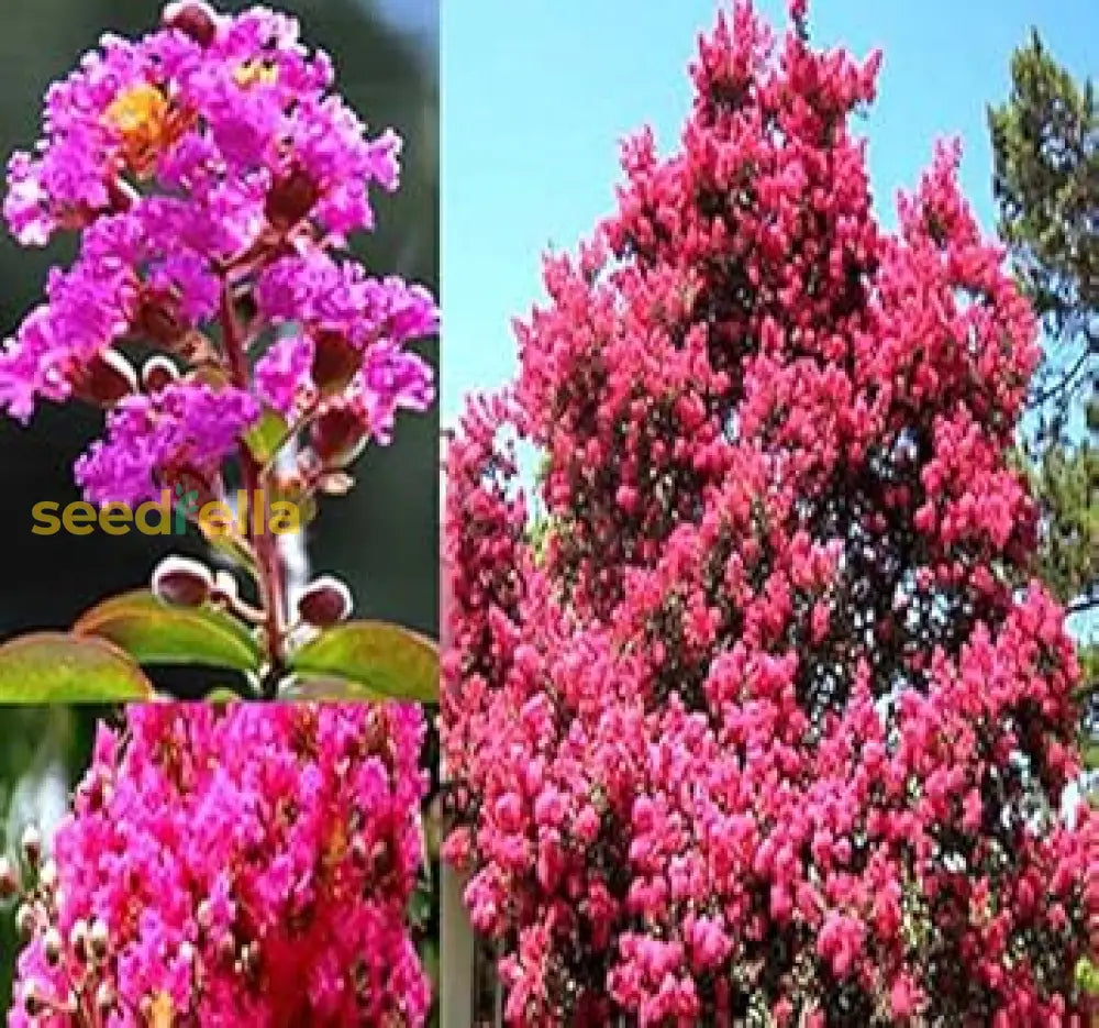 Mixed Crape Myrtle Seeds For Planting Flower