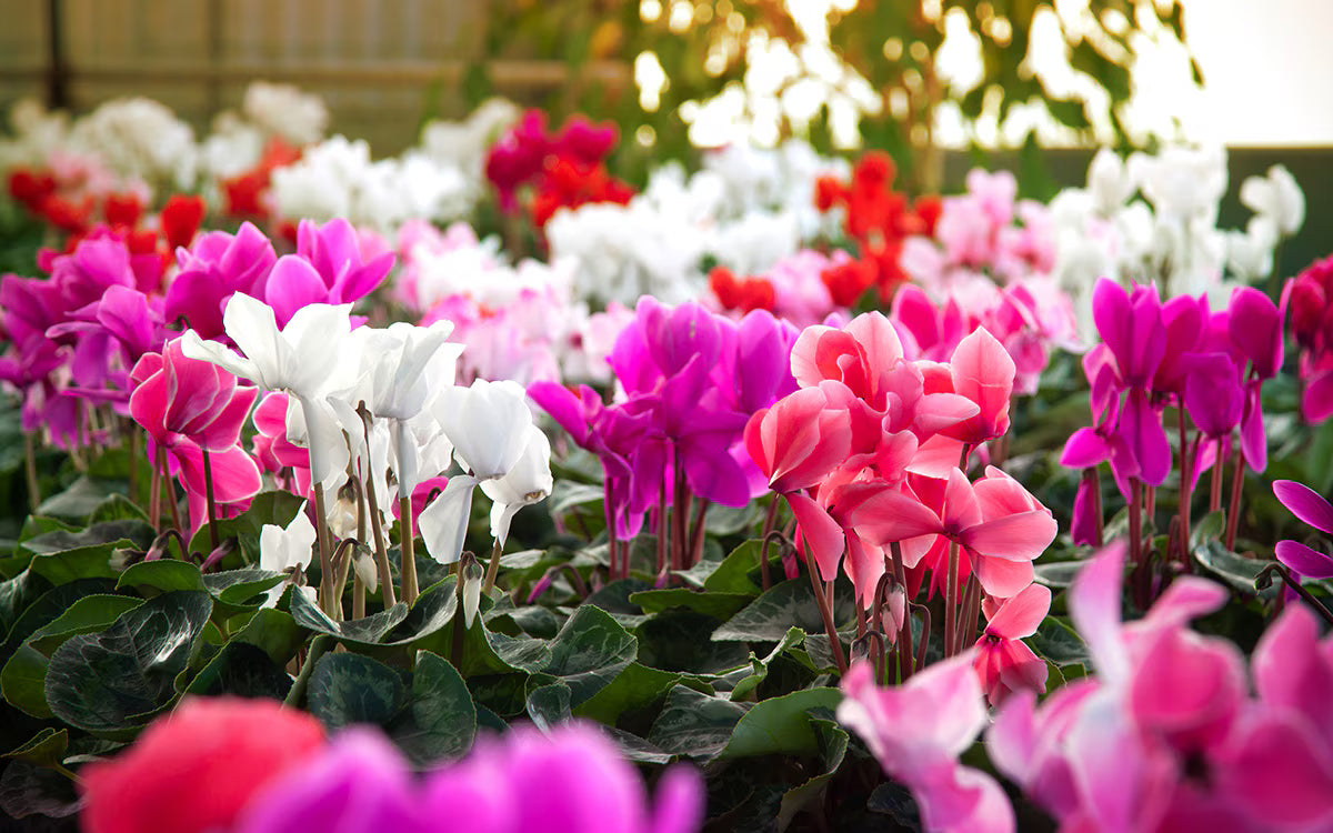 Mixed Cyclamen blooms in decorative pots and borders