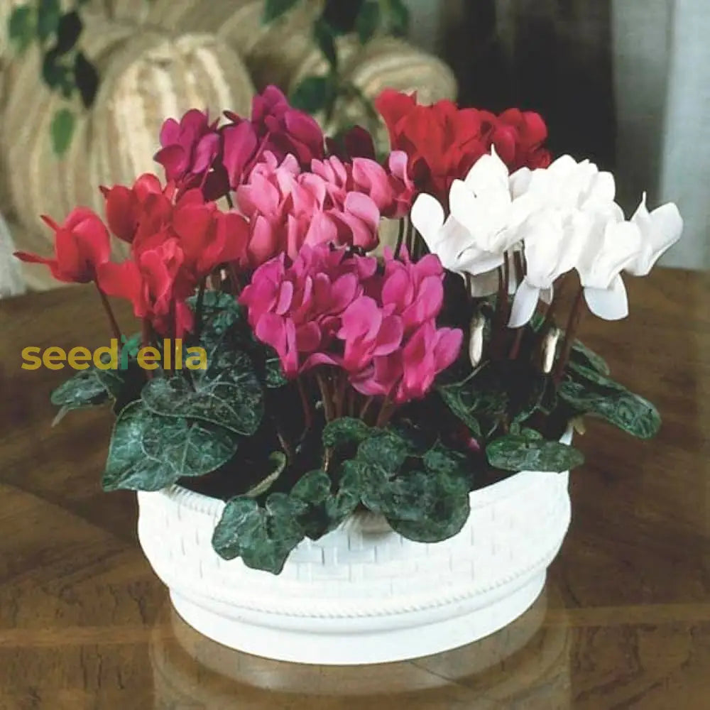 Mixed Cyclamen Flower Seeds Planting Guide