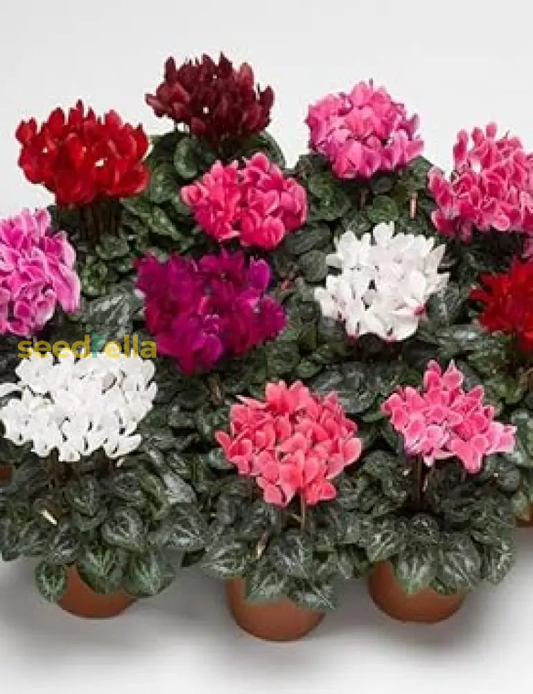 Mixed Cyclamen Flower Seeds Planting Guide