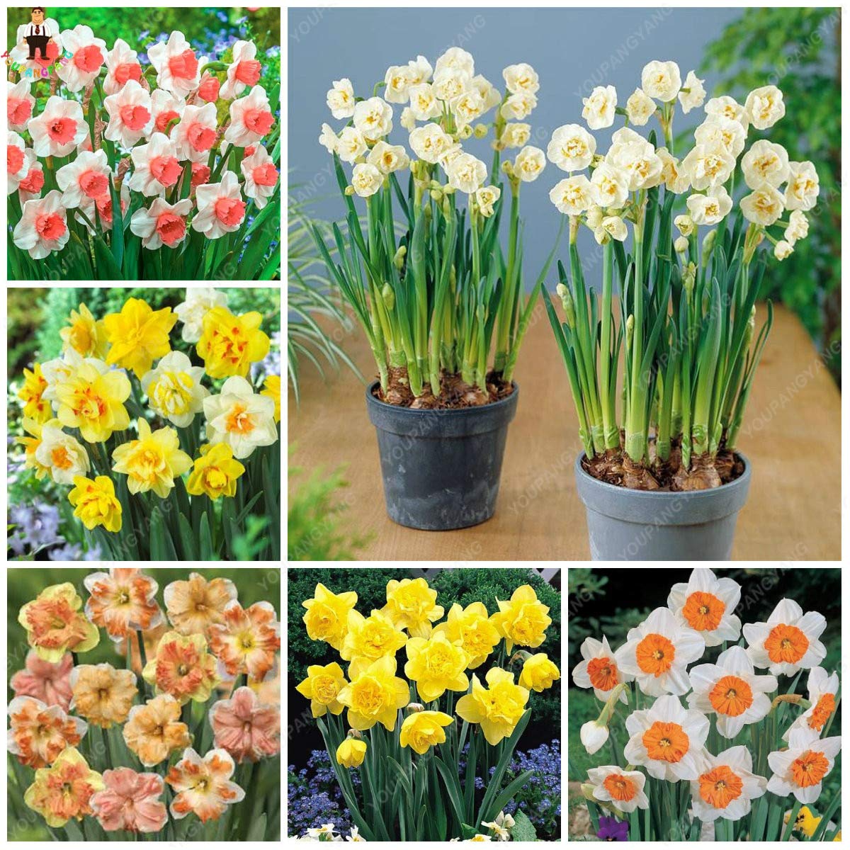 Mixed Rainbow Daffodil Flowers Growing in Garden