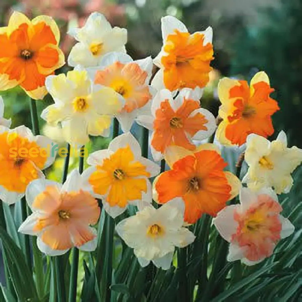 Mixed Daffodil Seeds For Planting - Multi-Color Blooms Flower