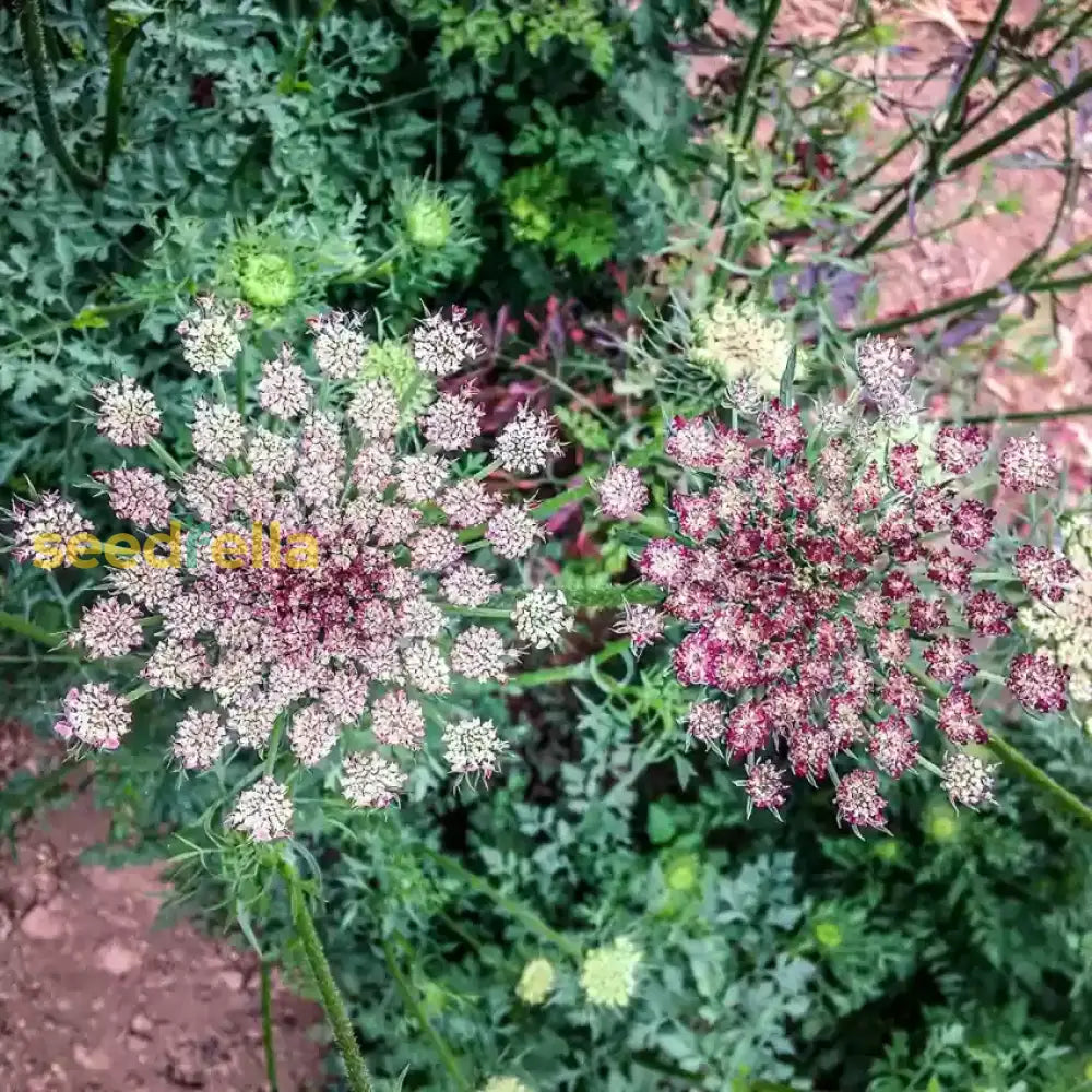 Mixed Dara Anneâ€™s Lace Seeds For Planting  Beautiful Cottage Garden Blooms Flower