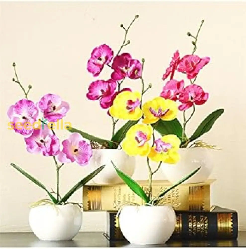 Mixed Doritaenopsis Orchid Seeds For Planting  Vibrant Flower Home & Garden Plant Seeds