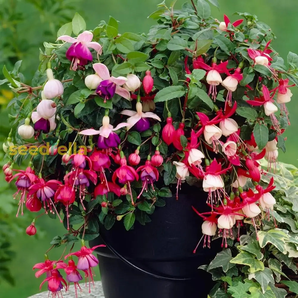 Mixed Double Petal Fuchsia Flower Seeds For Vibrant Planting