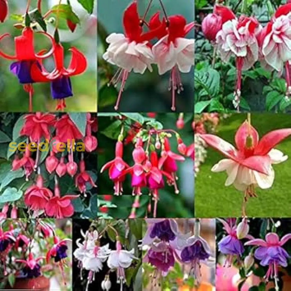 Mixed Double Petal Fuchsia Flower Seeds For Vibrant Planting