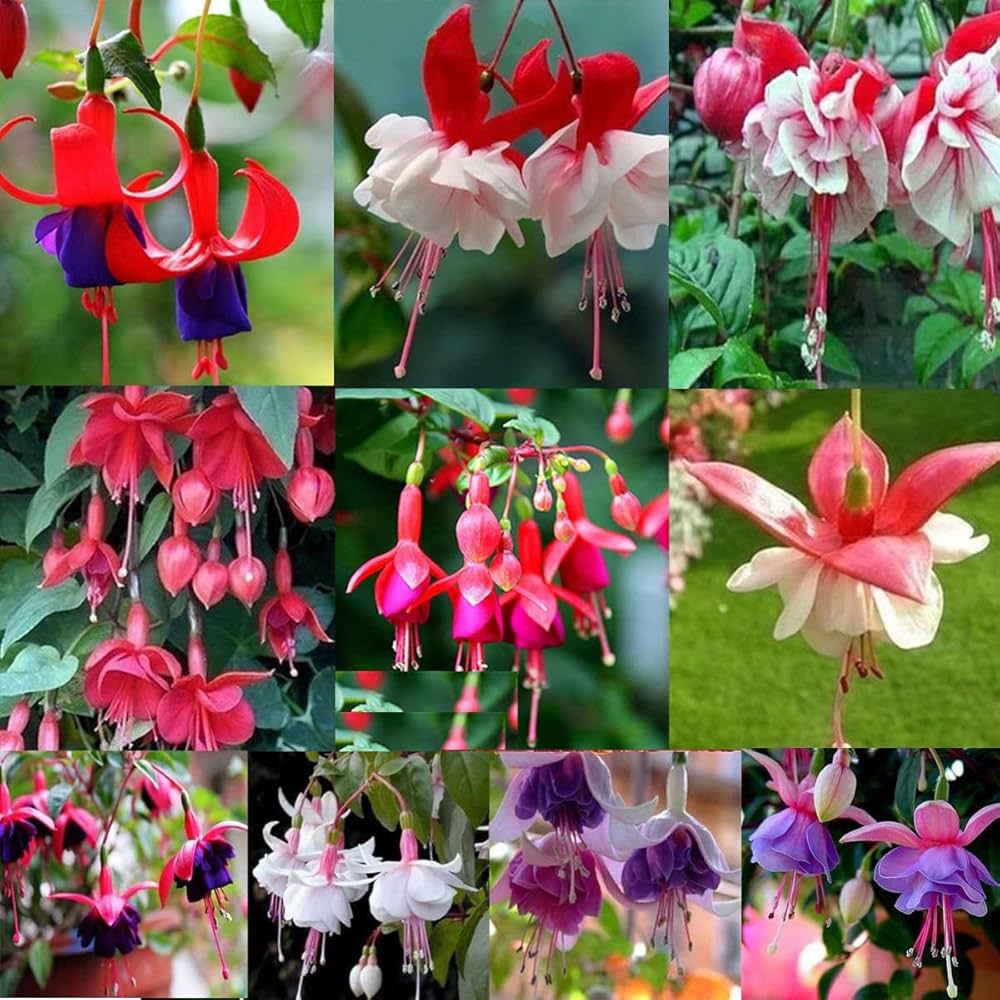 Mixed Double Petal Fuchsia Flower Seeds for Planting