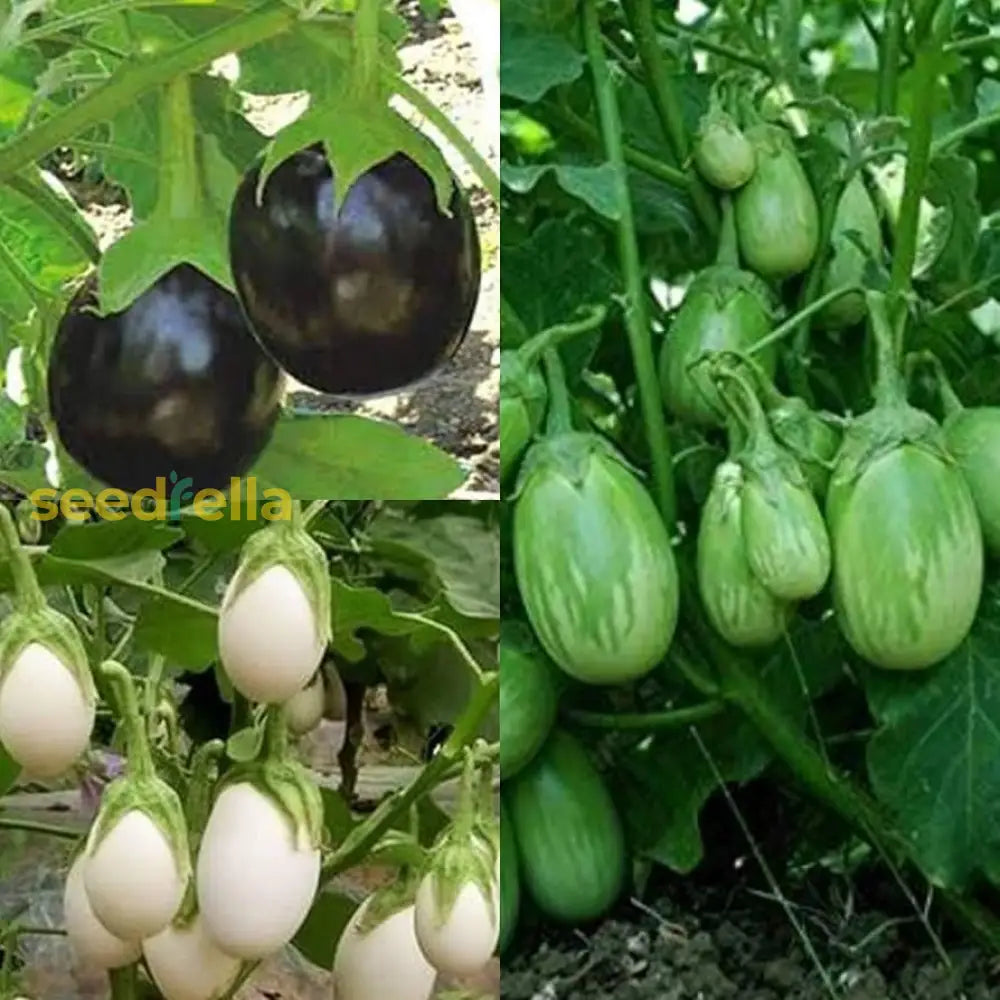 Mixed eggplant seeds for planting in home gardens