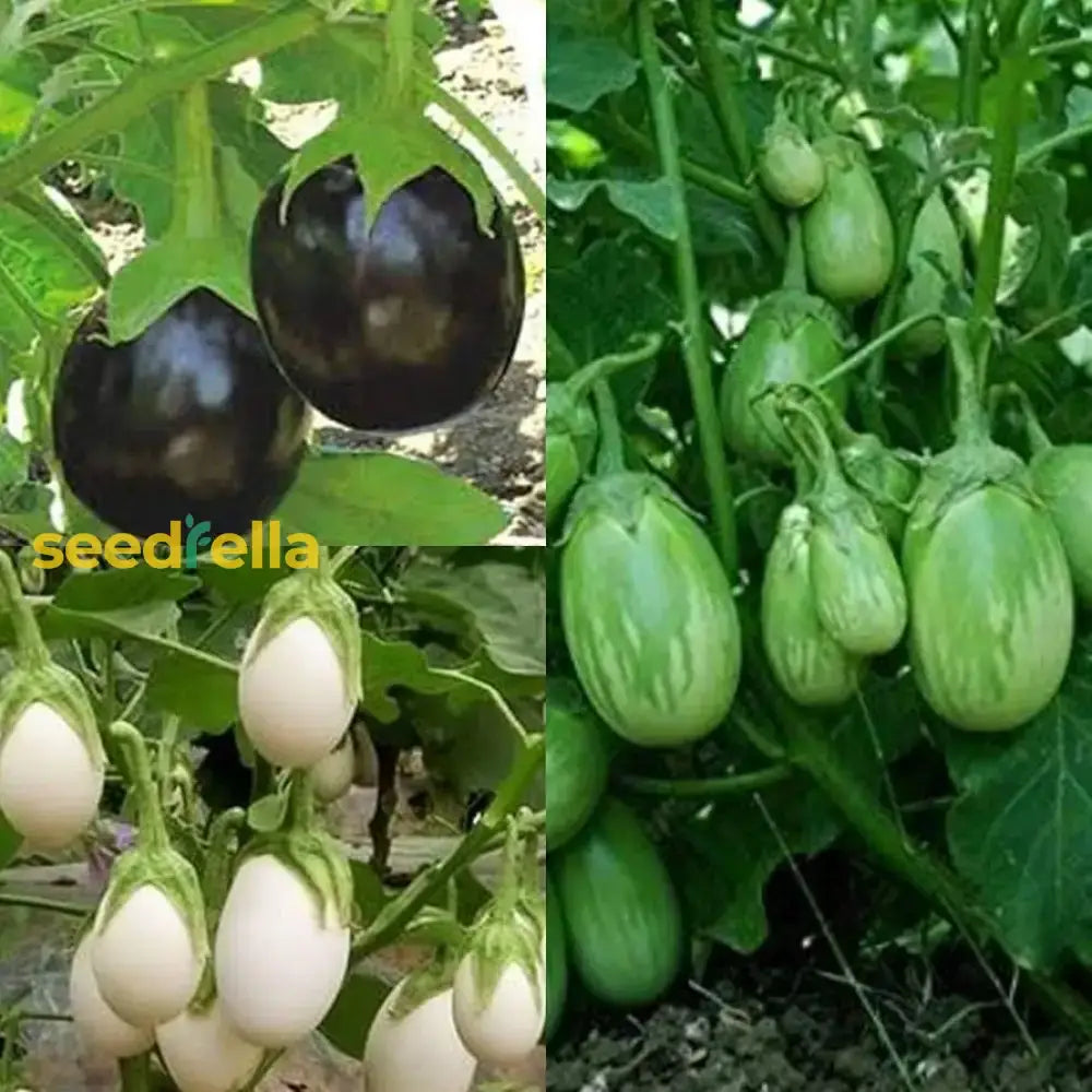 Mixed Eggplant Seeds For Vibrant Vegetable Gardens Seeds