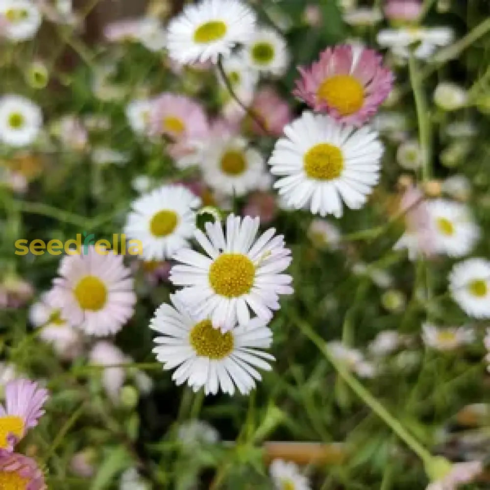 Mixed Erigeron Flower Planting Seeds - Colorful Garden Blooms