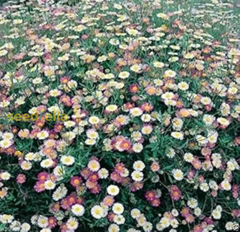 Mixed Erigeron Flower Planting Seeds - Colorful Garden Blooms