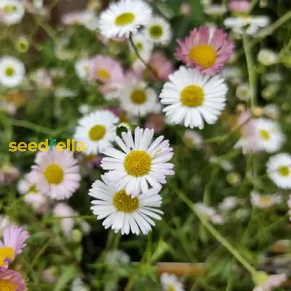 Mixed Erigeron Flower Planting Seeds - Colorful Garden Blooms