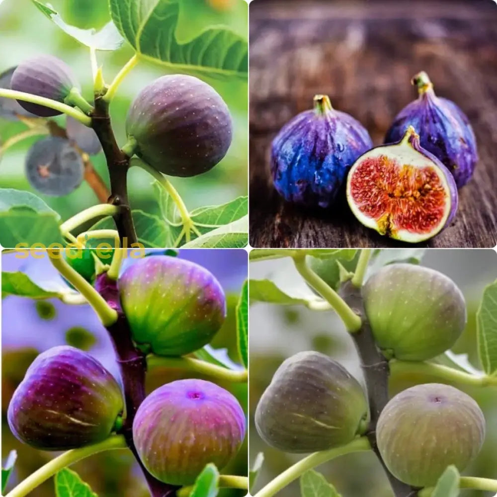 Mixed Fig Seeds for Easy Home Planting