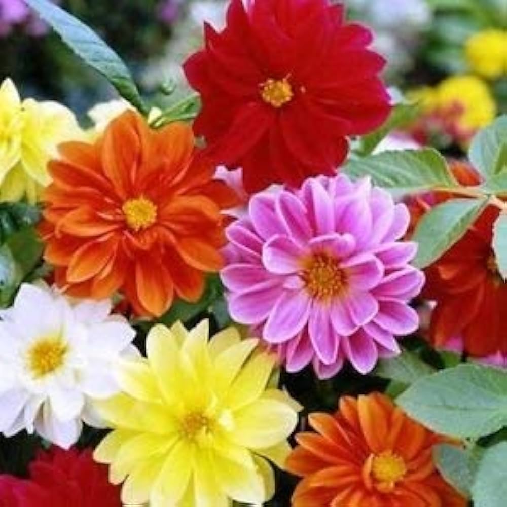 Mixed Seasonal Flowers in a Garden Border