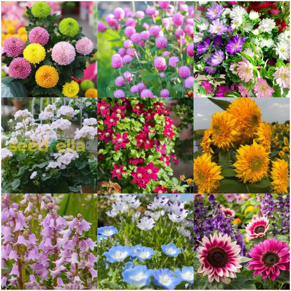 Mixed Four Seasons Flower Seeds For Planting