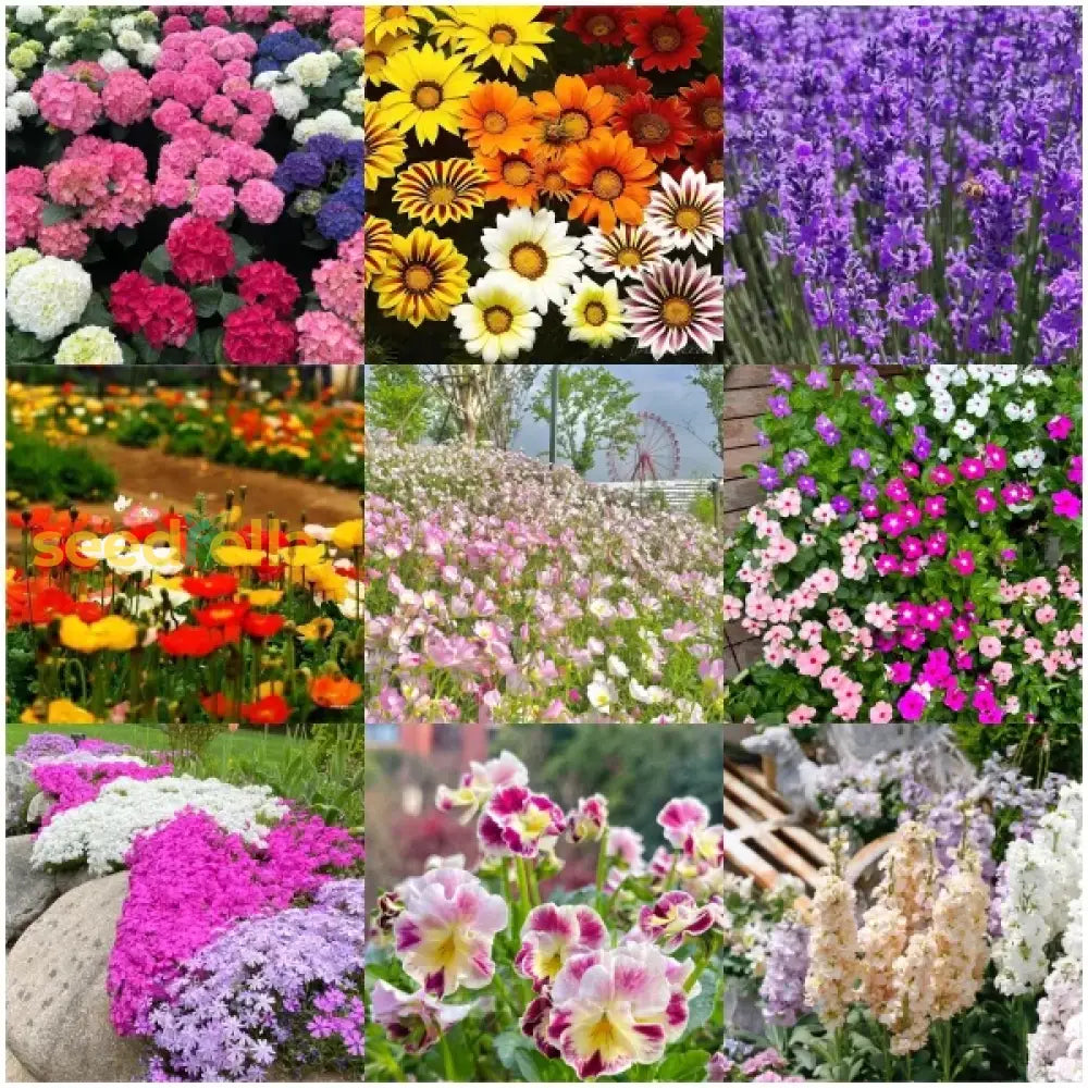 Mixed Four Seasons Flower Seeds For Planting