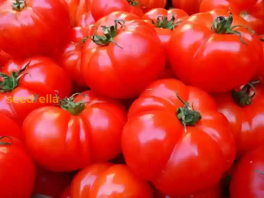 Mixed Giant Tomato Seeds For Planting - Discover A Variety Of Plants