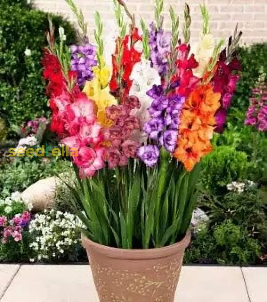 Mixed Gladiolus Flower Seeds For Planting