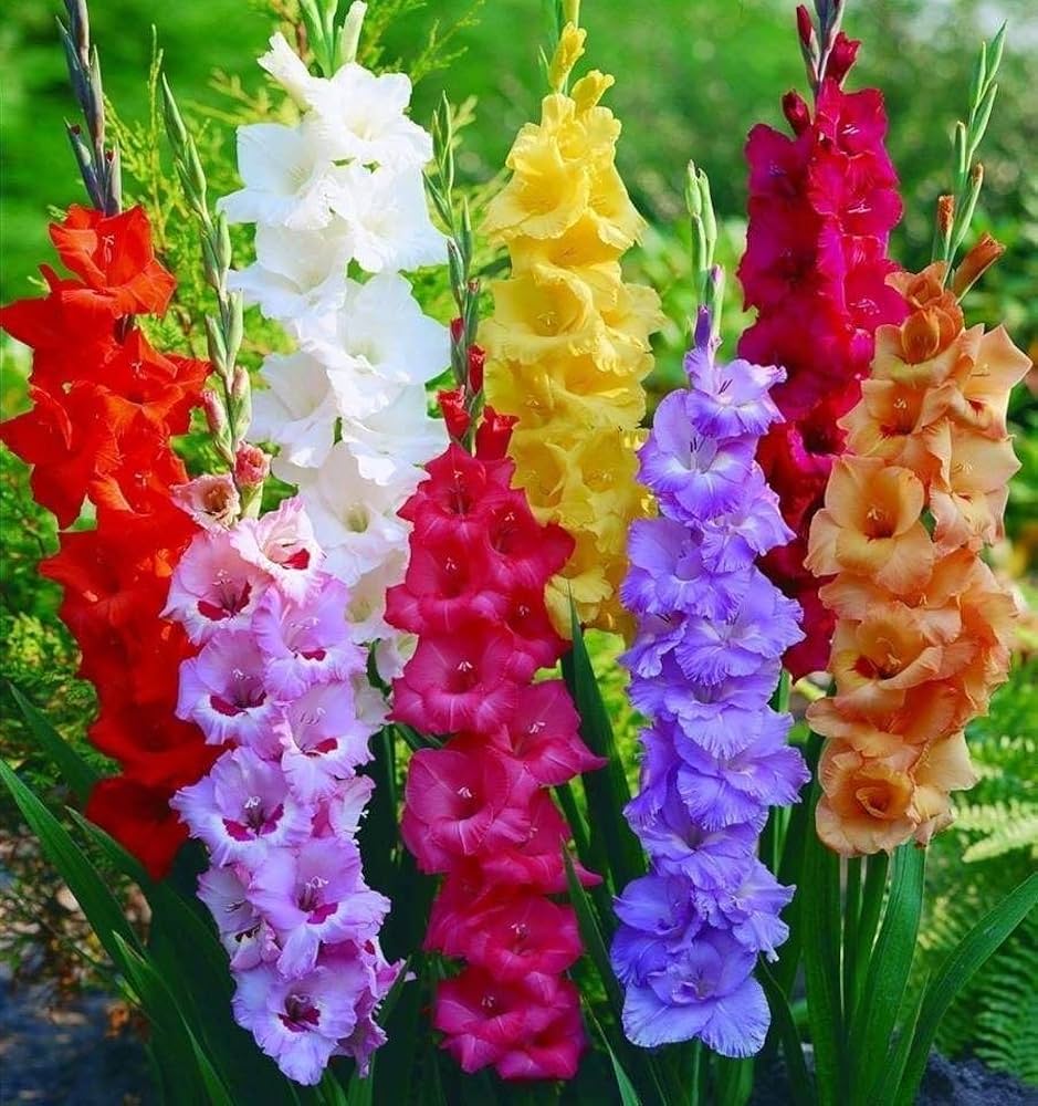 Mixed Gladiolus Flower Seeds for Planting