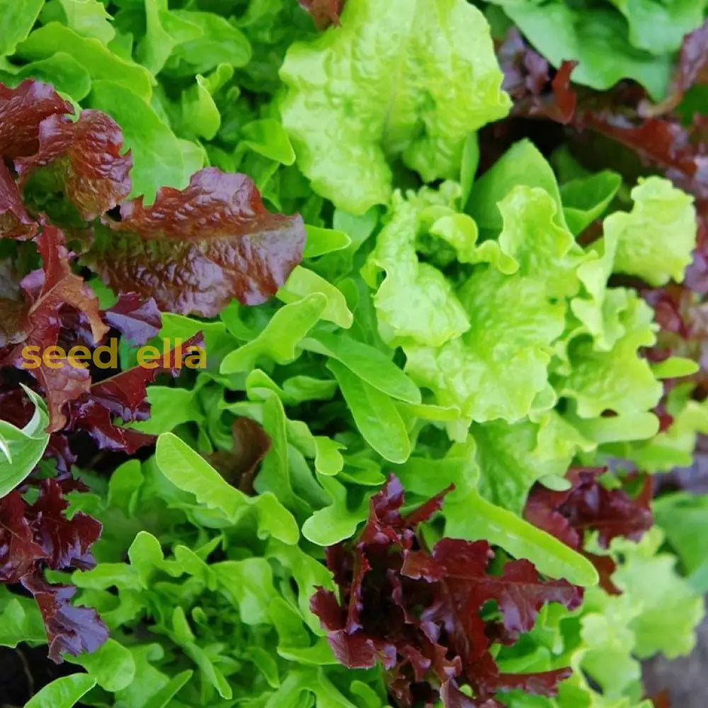 Mixed Gourmet Vegetable Planting Seeds Seeds