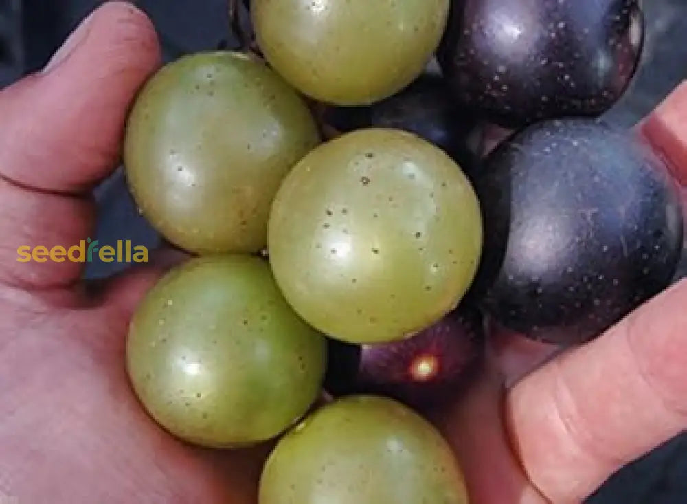 Mixed Grape Fruit Planting Seeds - Diverse & Delicious Grapes For Your Garden