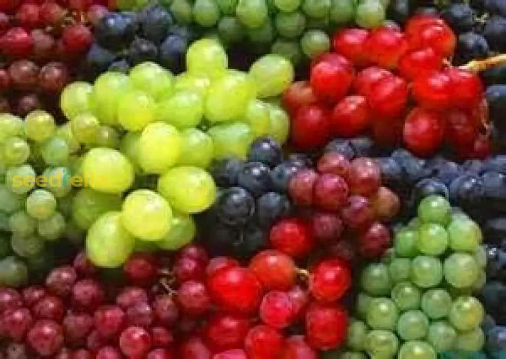 Mixed Grape Fruit Planting Seeds - Diverse & Delicious Grapes For Your Garden