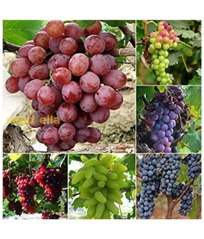 Mixed Red, Green, and Purple Grapes Grown from Seeds