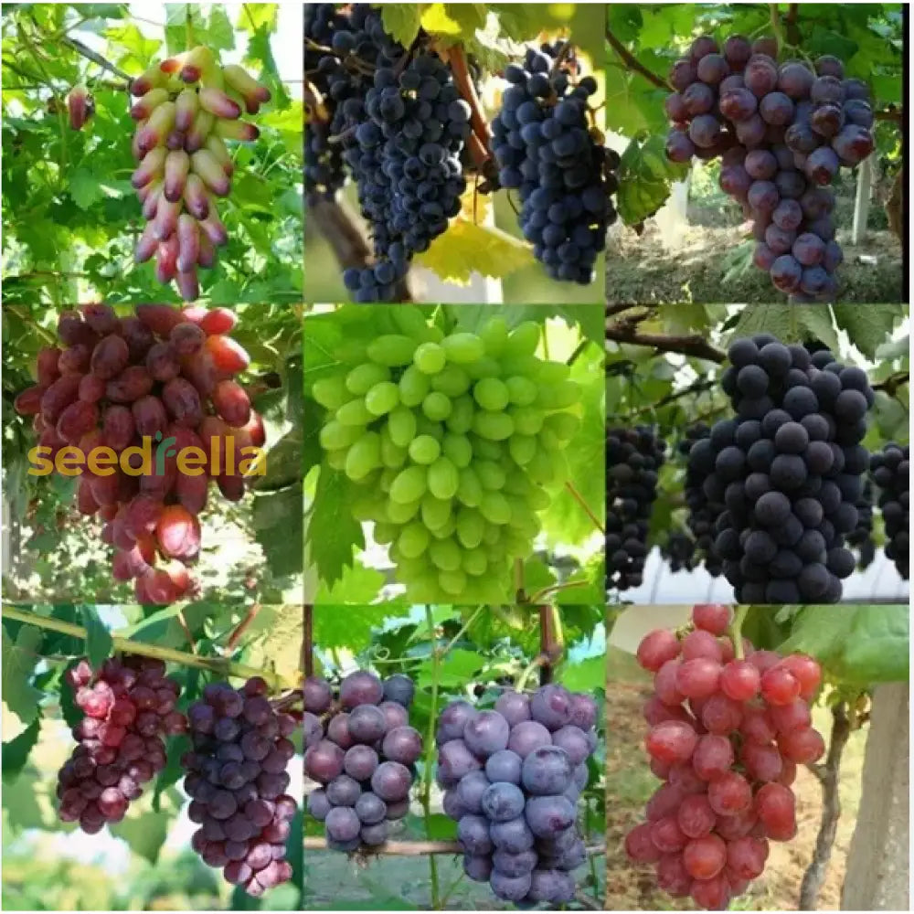 Mixed Grapes Seeds For Planting - Grow Your Own Delicious Fruit