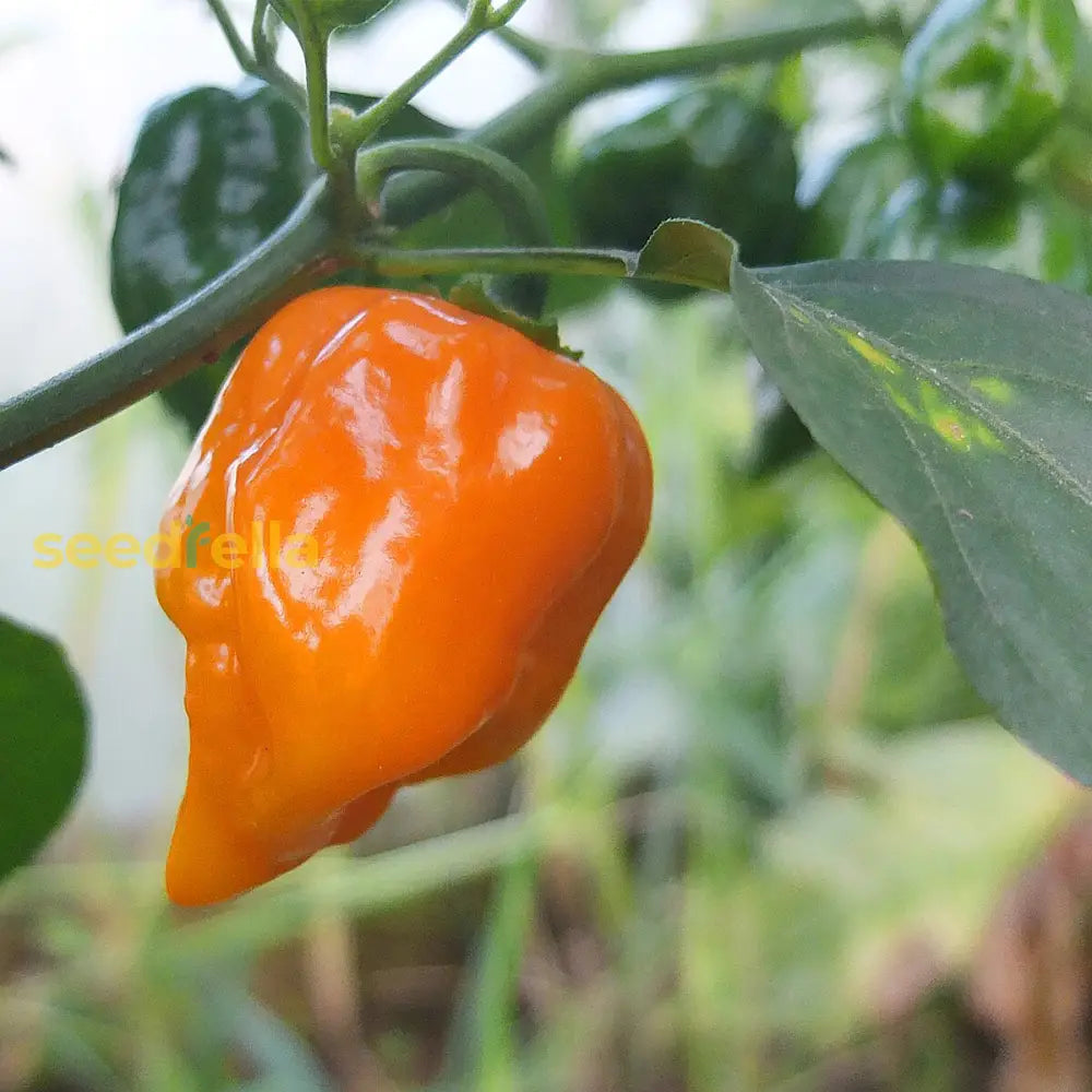 Mixed Habanero Seeds For Planting  Perfect Your Garden Vegetable Seeds