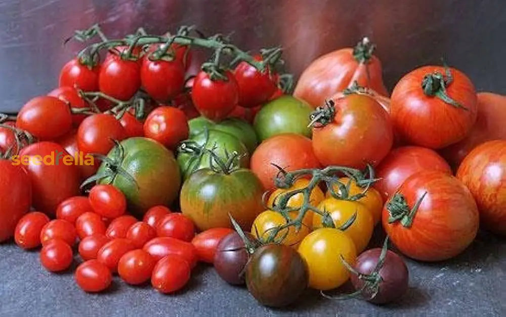 Mixed heirloom tomato seeds for planting