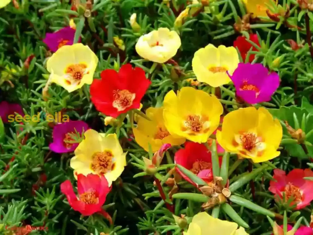 Mixed Helianthemum Mutabile Flower Planting Seeds  Bright & Colorful Annuals For Your Garden