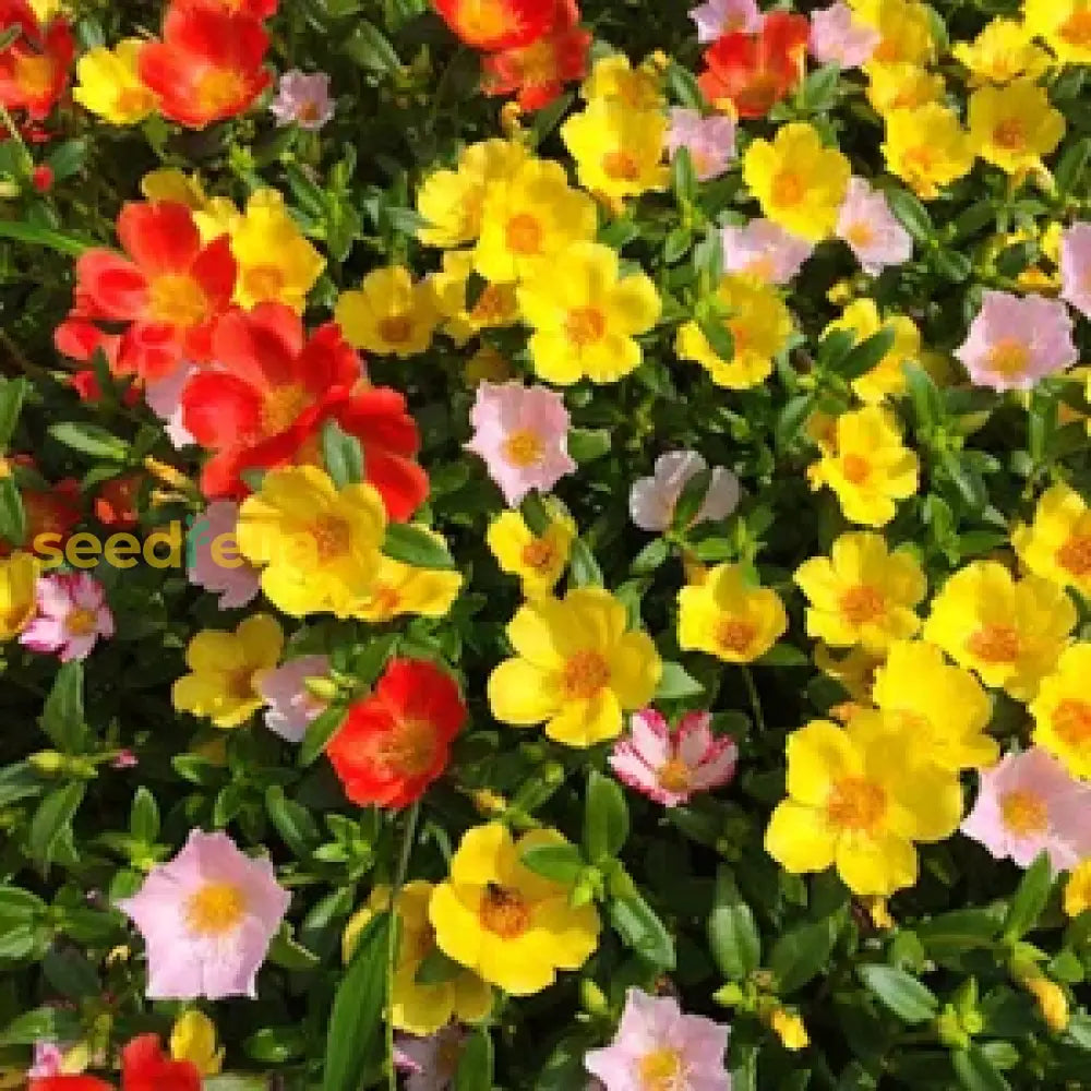 Mixed Helianthemum Mutabile Flower Planting Seeds  Bright & Colorful Annuals For Your Garden