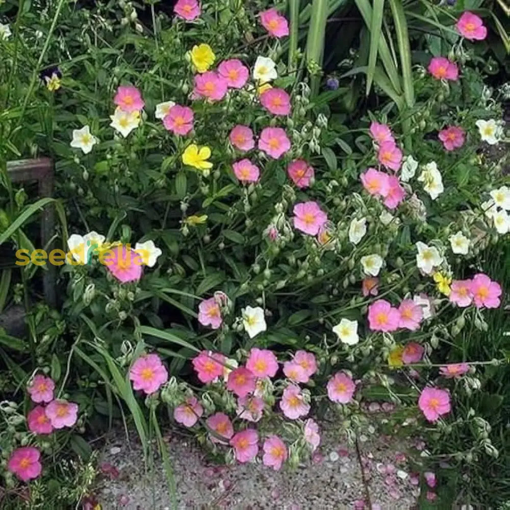 Mixed Helianthemum Rock Rose Seeds For Planting Flower