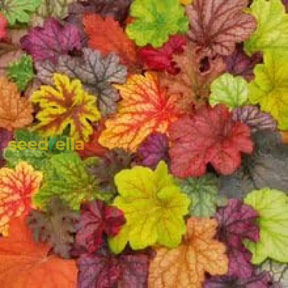 Mixed Heuchera Seeds For Easy Planting Fruit