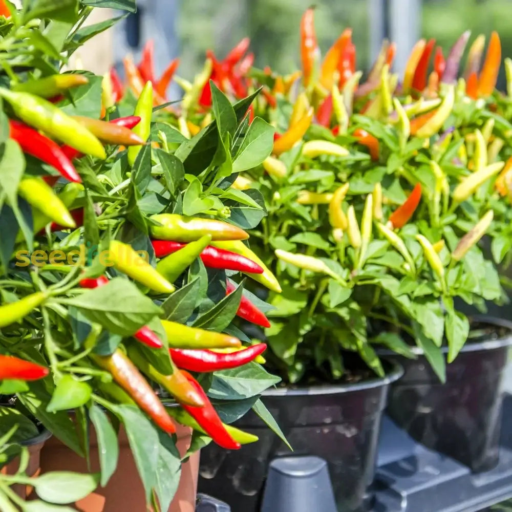 Mixed Hilli vegetable seeds for planting non GMO