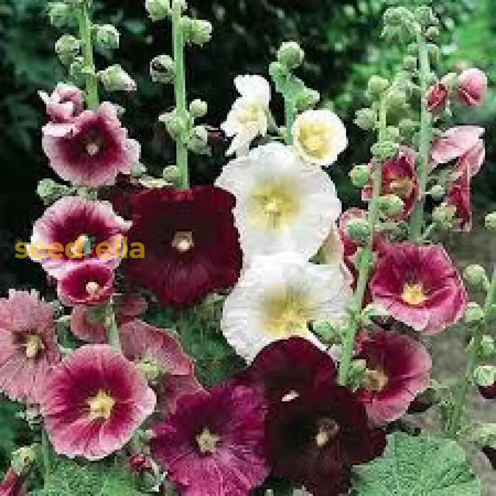 Mixed Hollyhock Flower Seeds For Planting - Colorful Biennial Blooms Your Garden