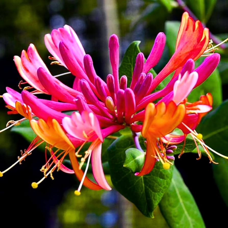 Mixed Honeysuckle Seeds for Planting