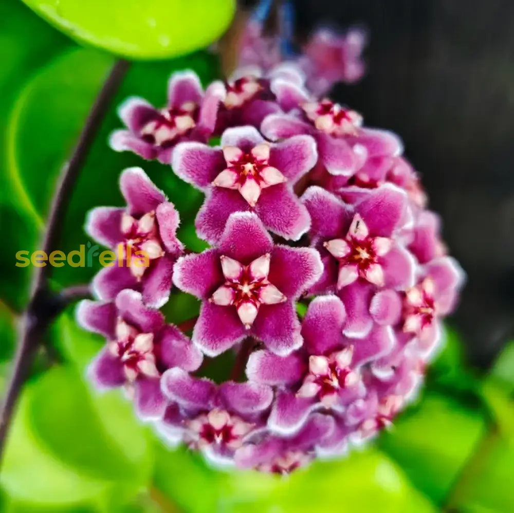 Mixed Hoya Flower Seeds For Planting - Diverse Collection Of Blooms