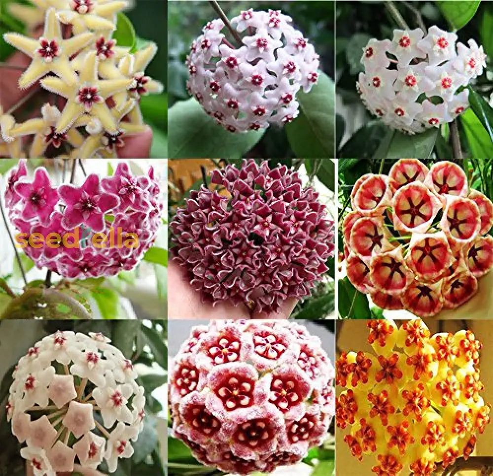 Mixed Hoya Flower Seeds For Planting - Diverse Collection Of Blooms