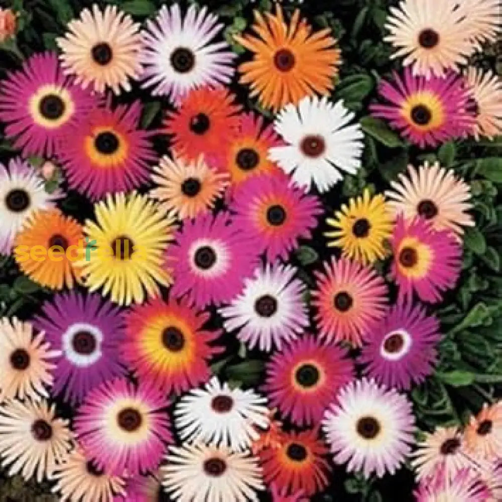 Mixed Ice Flower Planting Seeds Collection