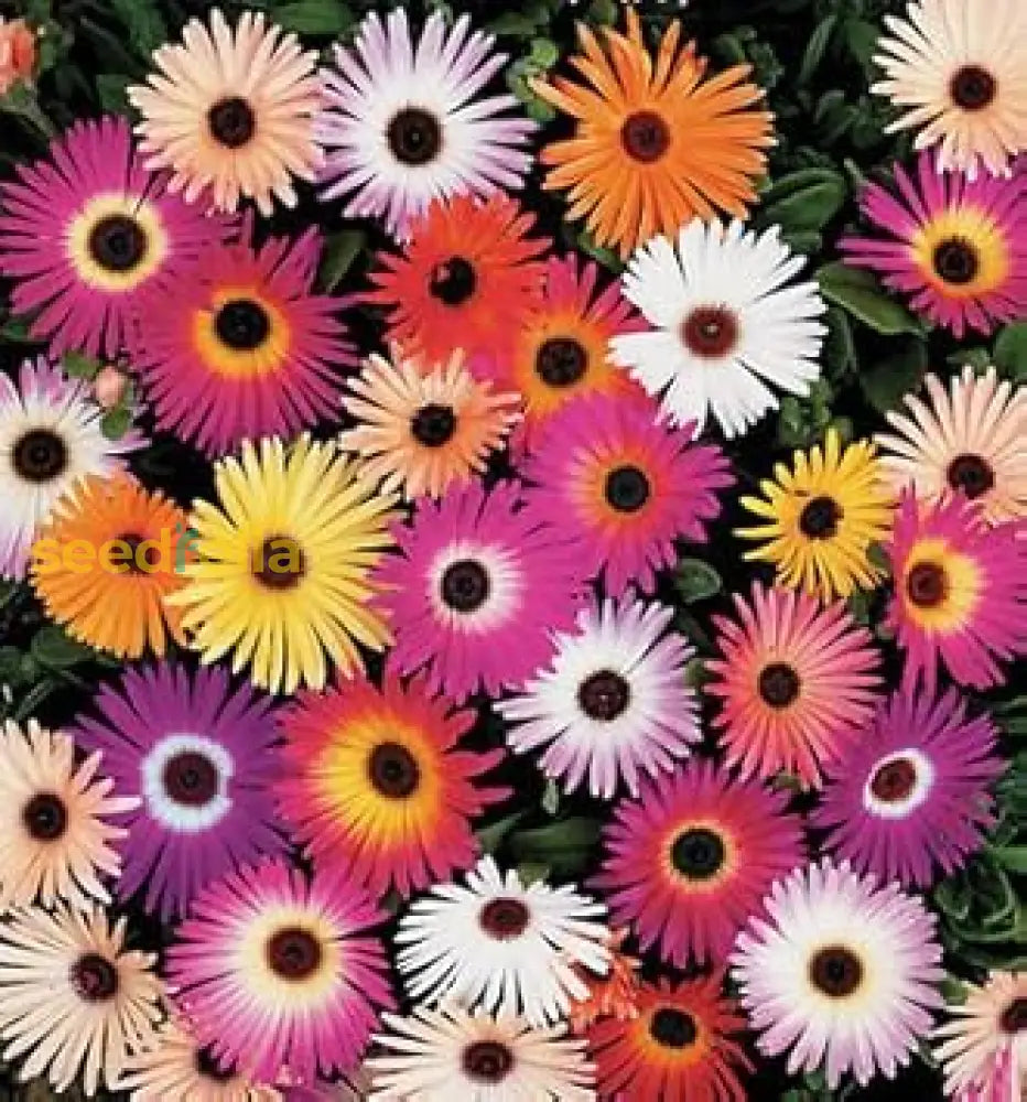 Mixed Ice Flower Planting Seeds Collection