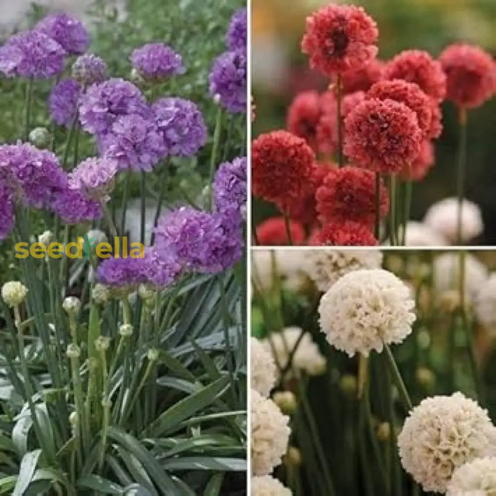 Mixed Joystick Flower Seeds - Perfect For Vibrant Planting