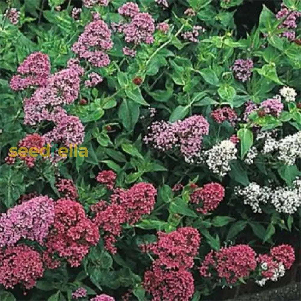 Mixed Jupiter Flower Planting Seeds