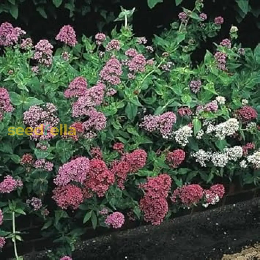 Mixed Jupiter Flower Planting Seeds