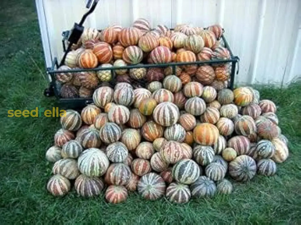 Mixed Kajari Melon Seeds For Planting