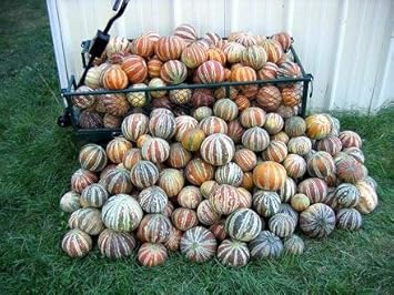 Mixed Kajari melon seeds for planting colorful sweet melons