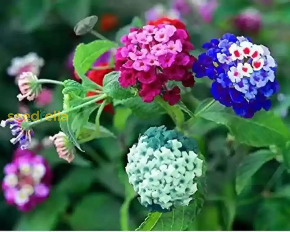 Mixed Lantana Camara Flower Seeds For Easy Planting