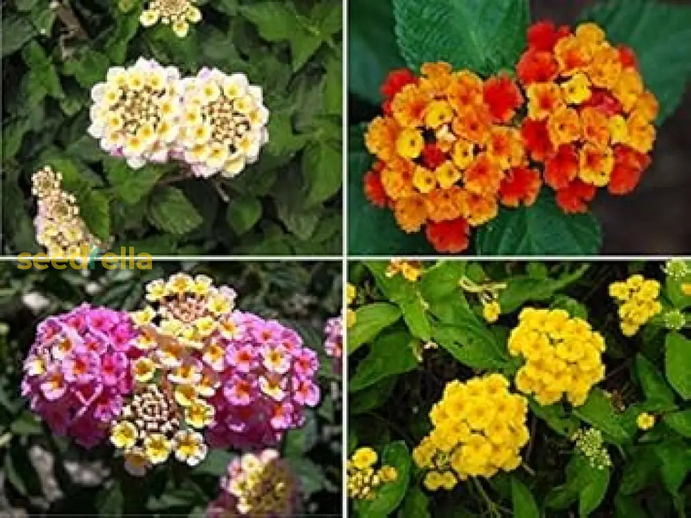 Mixed Lantana Camara Flower Seeds For Easy Planting