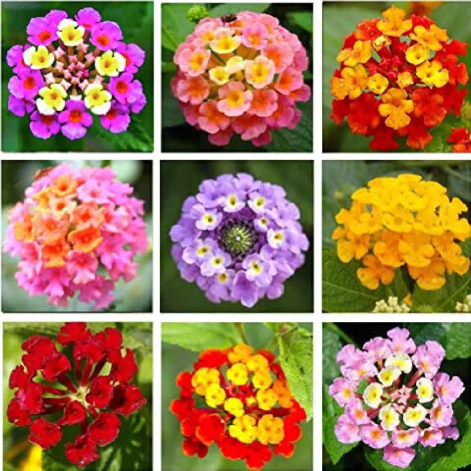 Mixed Lantana Camara Flower Seeds