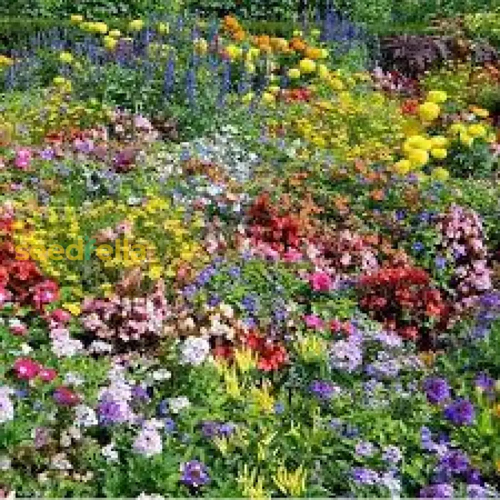 Mixed Laura Flower Planting Seeds Collection